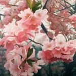 Flower Paintings Andrey Nikulin