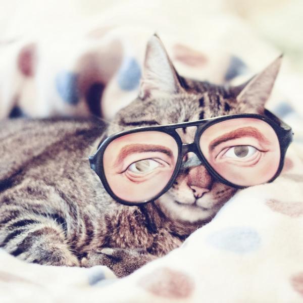 Cute Cat Wearing Glasses