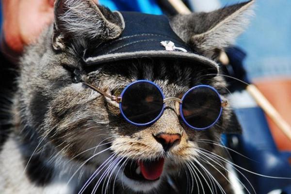 Cute on sale cat glasses