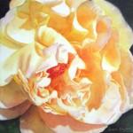 Beautiful Rose Paintings by Doris Joa