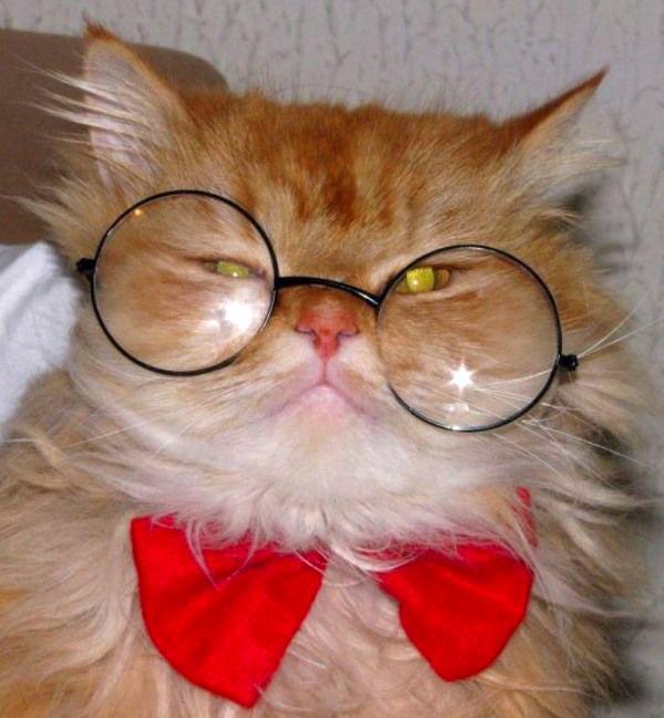 Cute Cats Wearing Glasses | Art and Design
