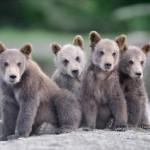 Wildlife Photography by Nik Zinoviev