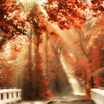 Forest Photography by Lars van de Goor