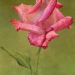Rose Paintings by Alexei Antonov