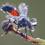 Macro Photography by Sergei Golubenko