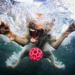 Underwater Dog Photography by Seth Casteel