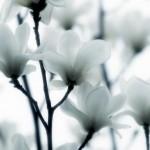 Photography by Lafugue Logos