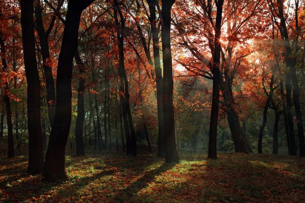 alexandru_popovski1600_400