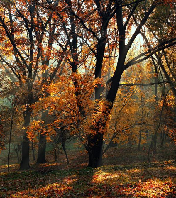 alexandru_popovski16600_675