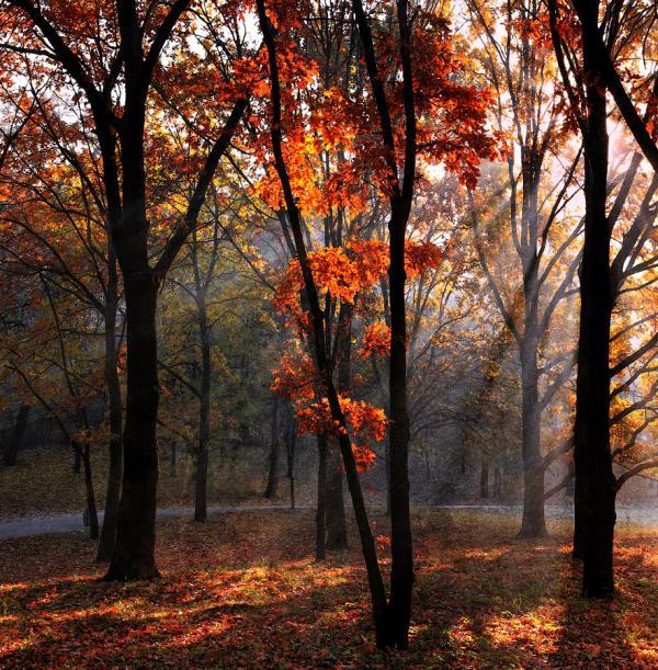 alexandru_popovski20600_611