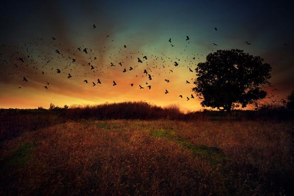 alexandru_popovski21600_400