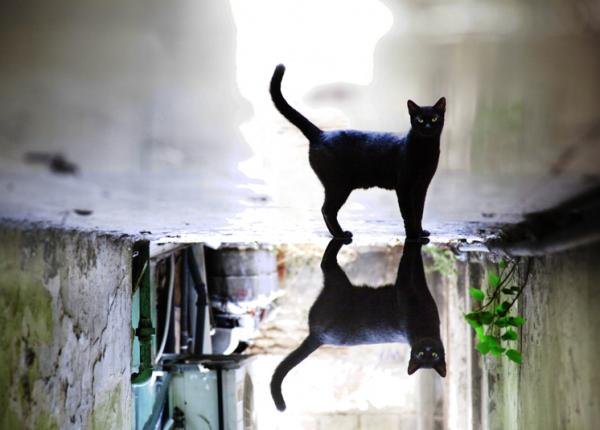 el_gato_negro_by_gilad_benari600_430