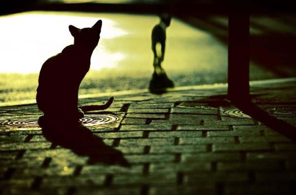 street_survivors_by_gilad_benari600_395