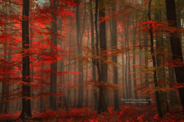 enchanting_red_by_philippe_saintelaudy600_398