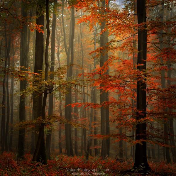 fall_by_philippe_saintelaudy600_600
