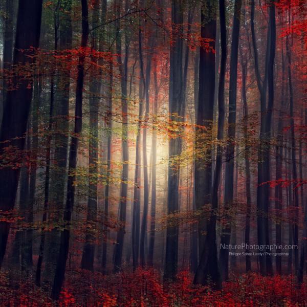 last_glance_of_fall_by_philippe_saintelaudy600_600