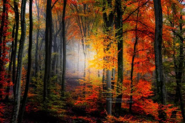 light_colors_by_philippe_saintelaudy600_398