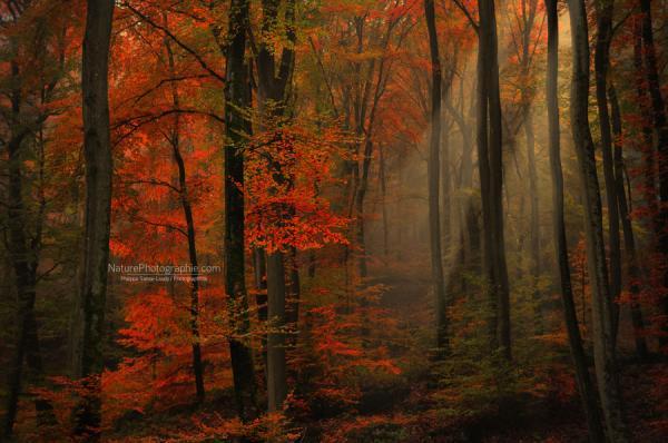 poetry_of_colors_by_philippe_saintelaudy600_398