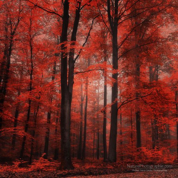 red_dress_by_philippe_saintelaudy600_600