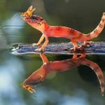 Amazing Macro Photography by Shikhei Goh