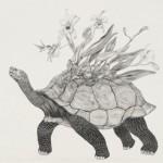 Animal Illustrations by Tara Tucker