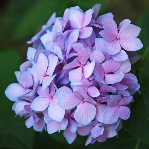 1-hydrangea-rona-black600_600