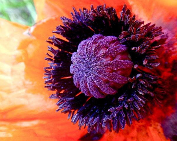 1-poppy-rona-black600_479
