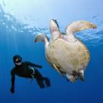 Underwater Photography by Jacques de Vos