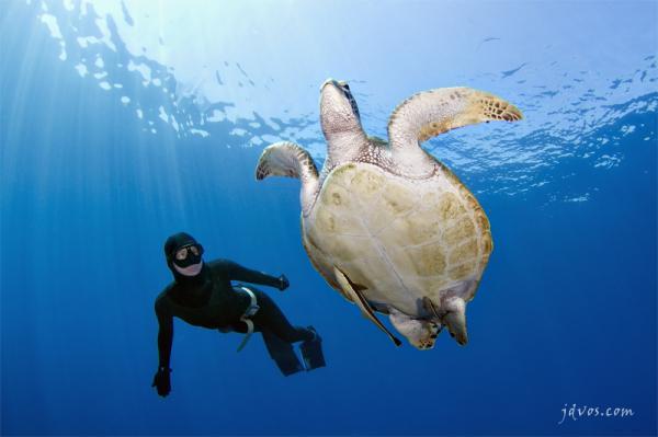 4_05_by_Jacques de Vos600_399