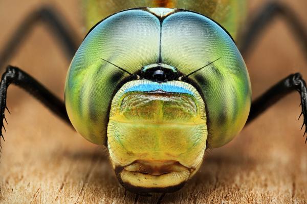 Anax imperator by Dusan Beno_13600_398