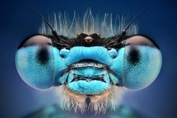 Blue damselfly by Dusan Beno_2600_400