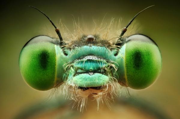 Damselfly by Dusan Beno_10600_399