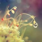 Dew Photography by Diens Silver