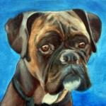 Pet Portrait Paintings by Fiona Jack