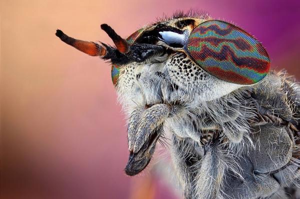 Haematopota pluvialis by Dusan Beno_17600_399