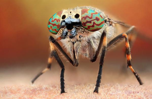 Haematopota pluvialis by Dusan Beno_7600_393