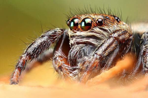 Jumping spider by Dusan Beno_6600_397