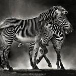 Animal Love Photography by Marina Cano