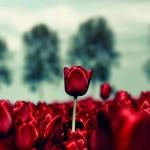 Flower Photography by Oer Wout