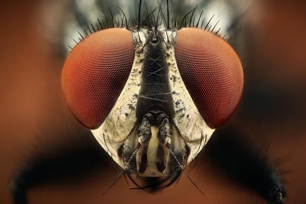 Sacrophaga carnaria by Dusan Beno_8600_400