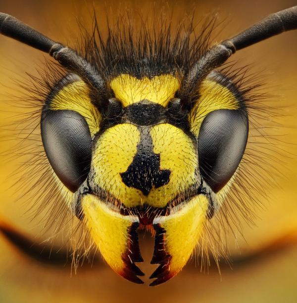 Wasp - Osa by Dusan Beno_15600_613