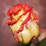 Flower Photography by Cathie Tyler