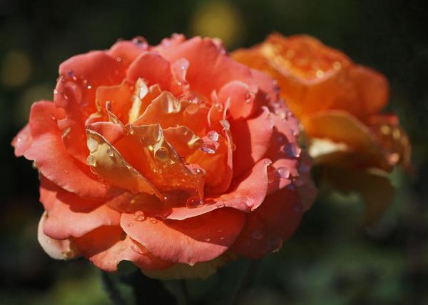 brass-band-roses-rona-black600_427