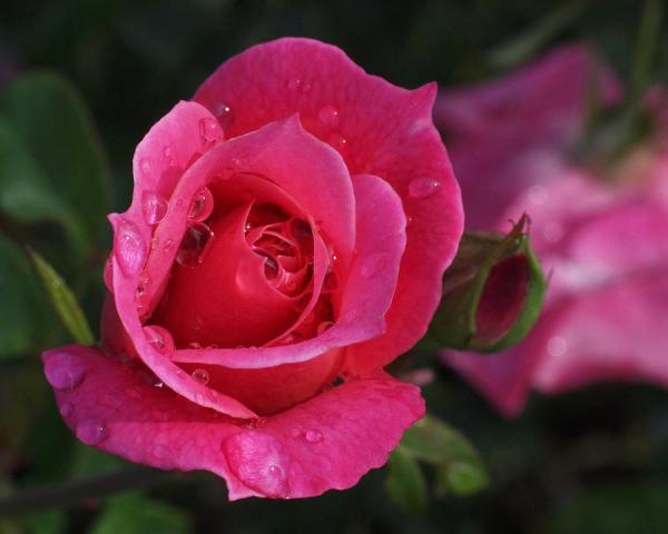 deep-pink-beauty-rona-black600_480