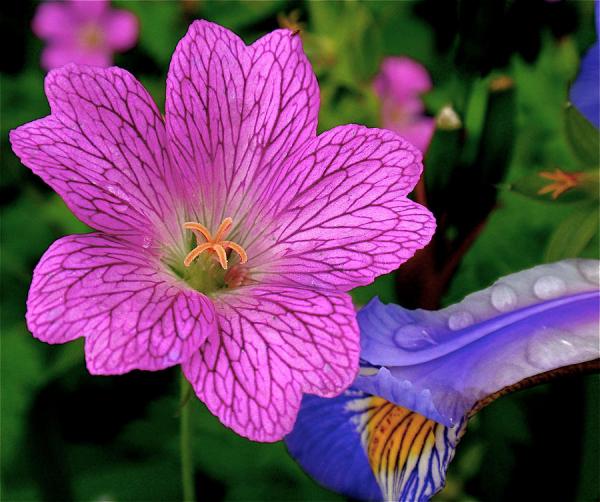 details-rona-black600_502