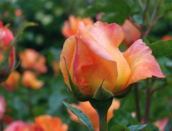 fit-for-a-queen-rona-black600_456