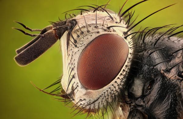 fly by Dusan Beno_4600_391