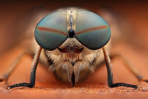 horsefly by Dusan Beno_11600_400