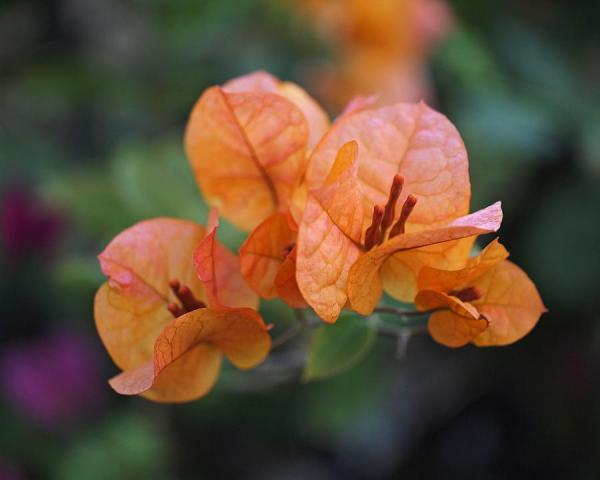 orange-bougainvillea-rona-black600_480