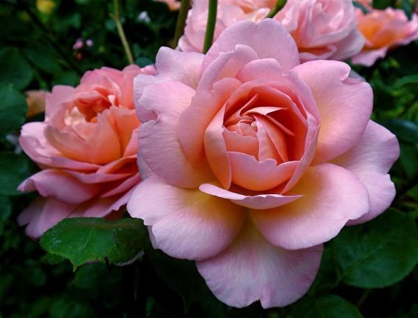 peachy-pink-rona-black600_457